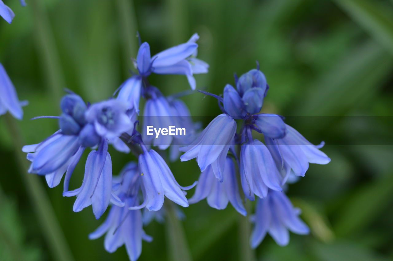 CLOSE-UP OF BLUE FLOWERS BLOOMING OUTDOORS