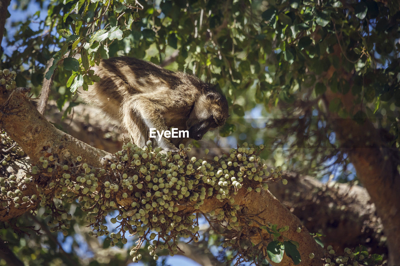 low angle view of monkey on tree