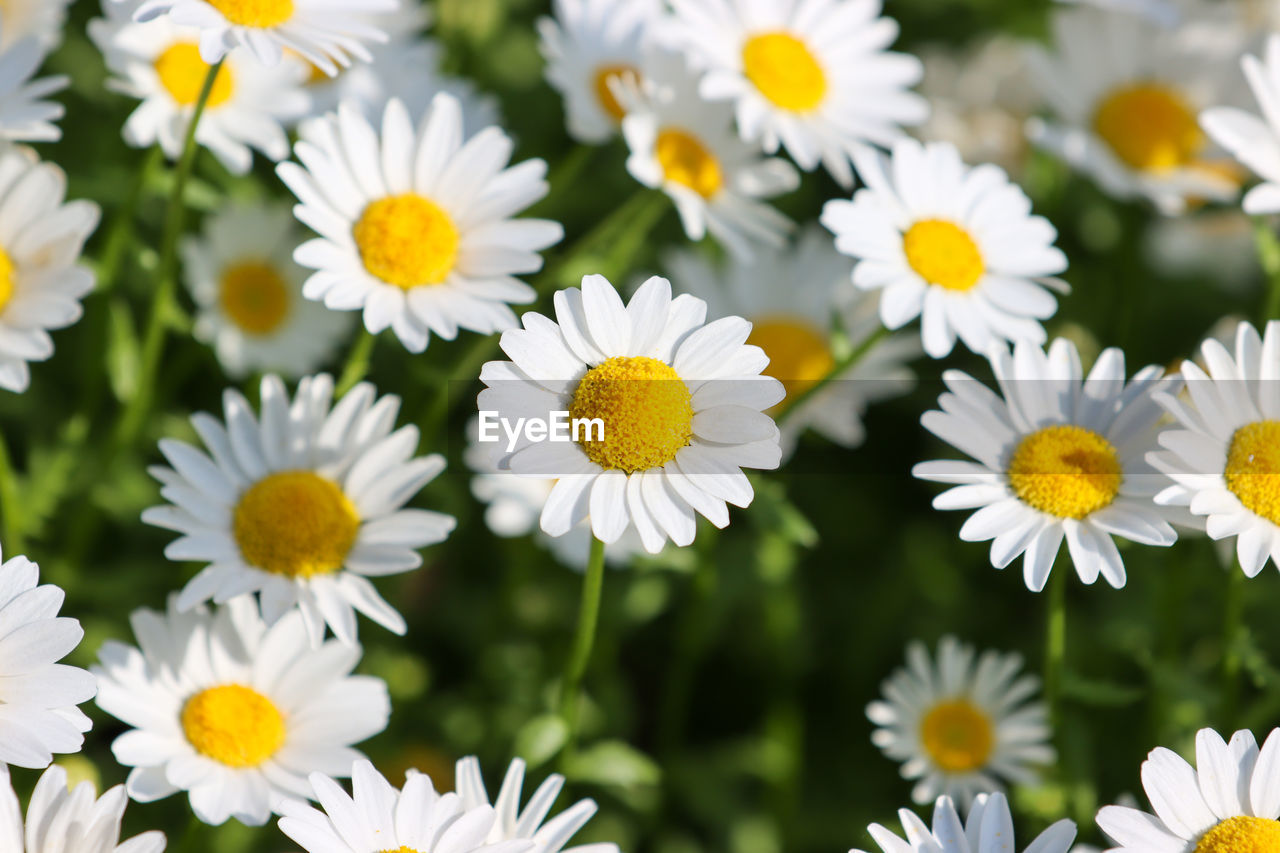 Close-up of white daisy flowers