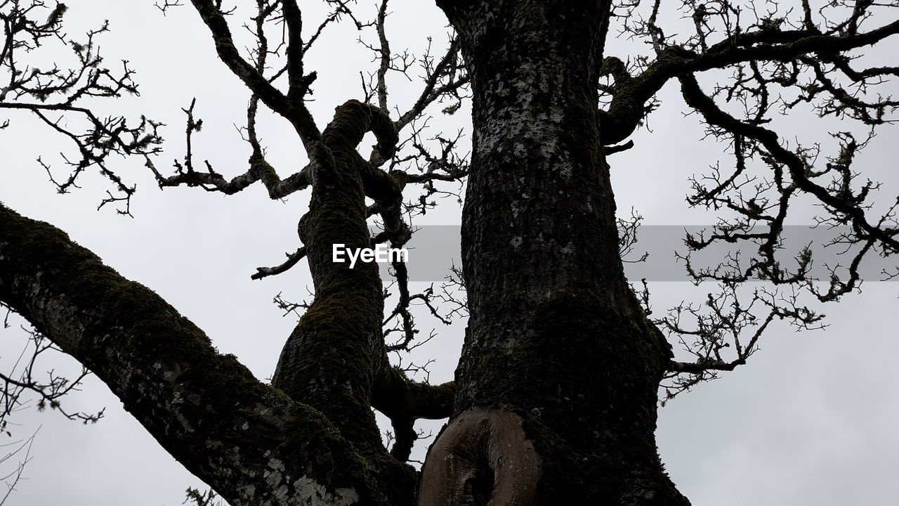 LOW ANGLE VIEW OF SILHOUETTE BARE TREE AGAINST SKY