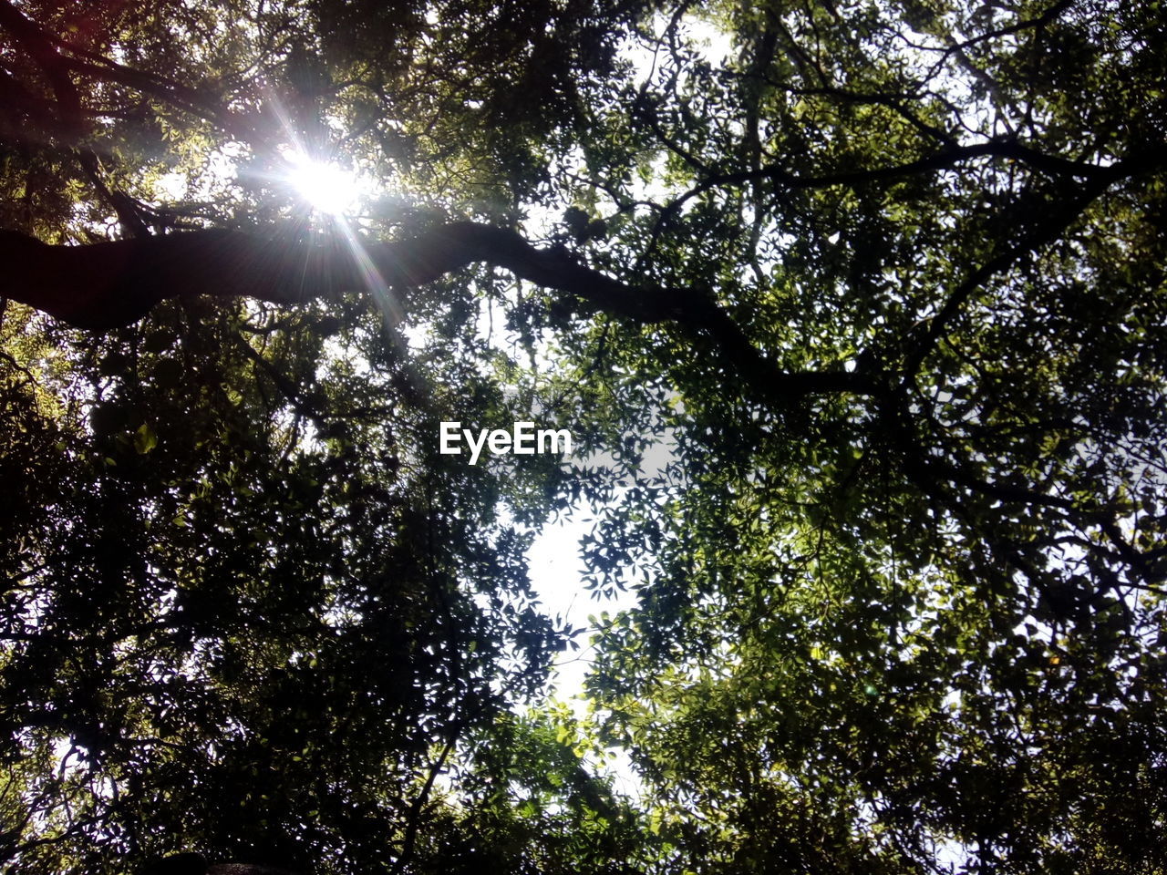 LOW ANGLE VIEW OF TREES