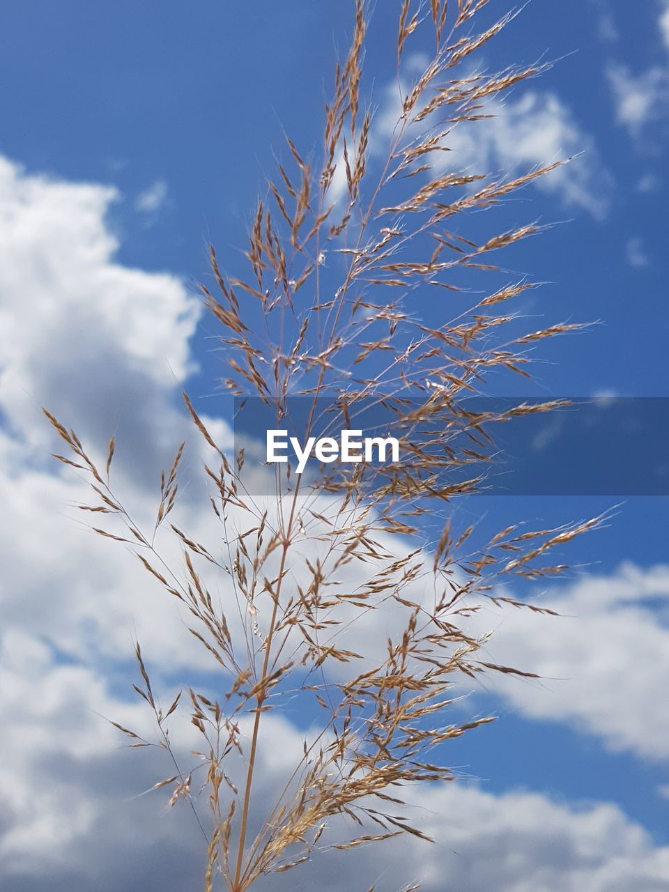 LOW ANGLE VIEW OF FLOWER AGAINST SKY