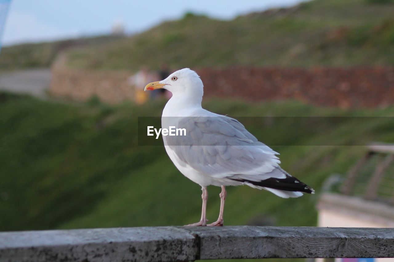Seagull looking towards the sea