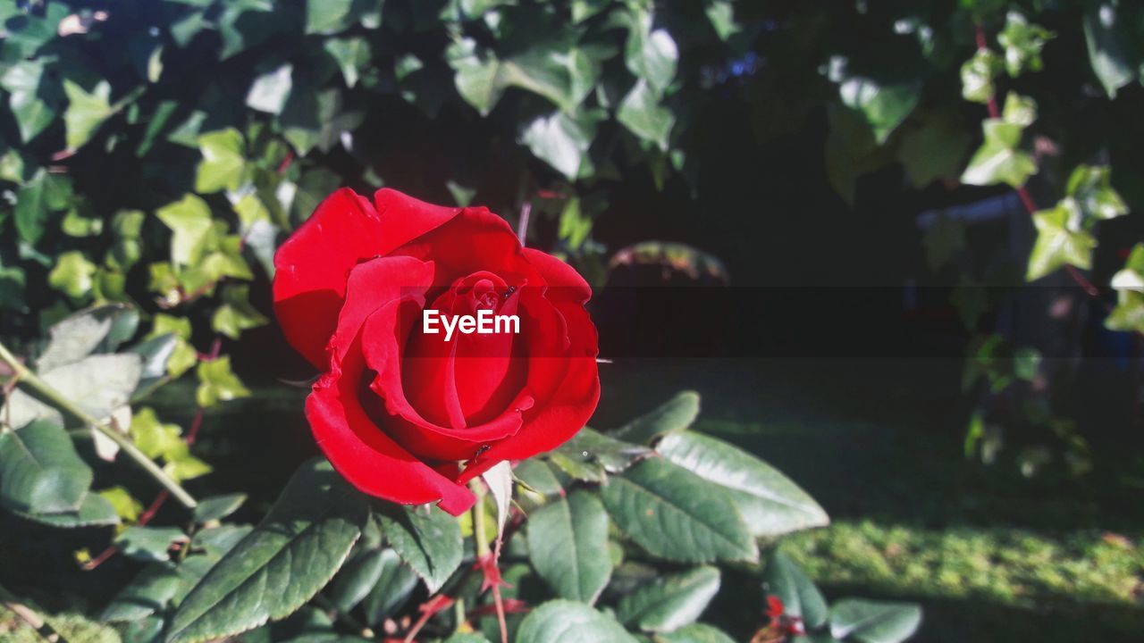 CLOSE-UP OF RED ROSE AGAINST PLANTS