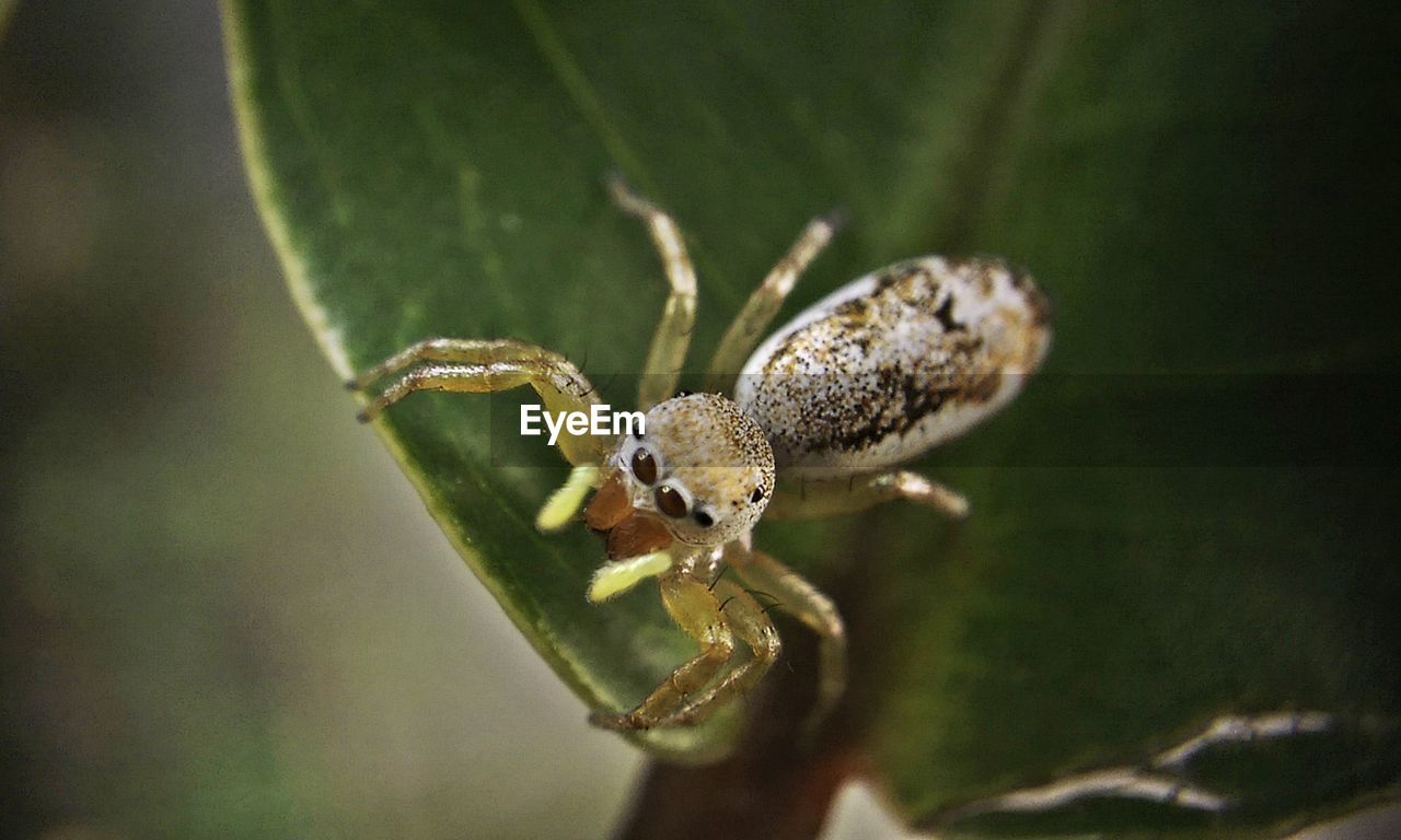 Close-up of spider on leaf