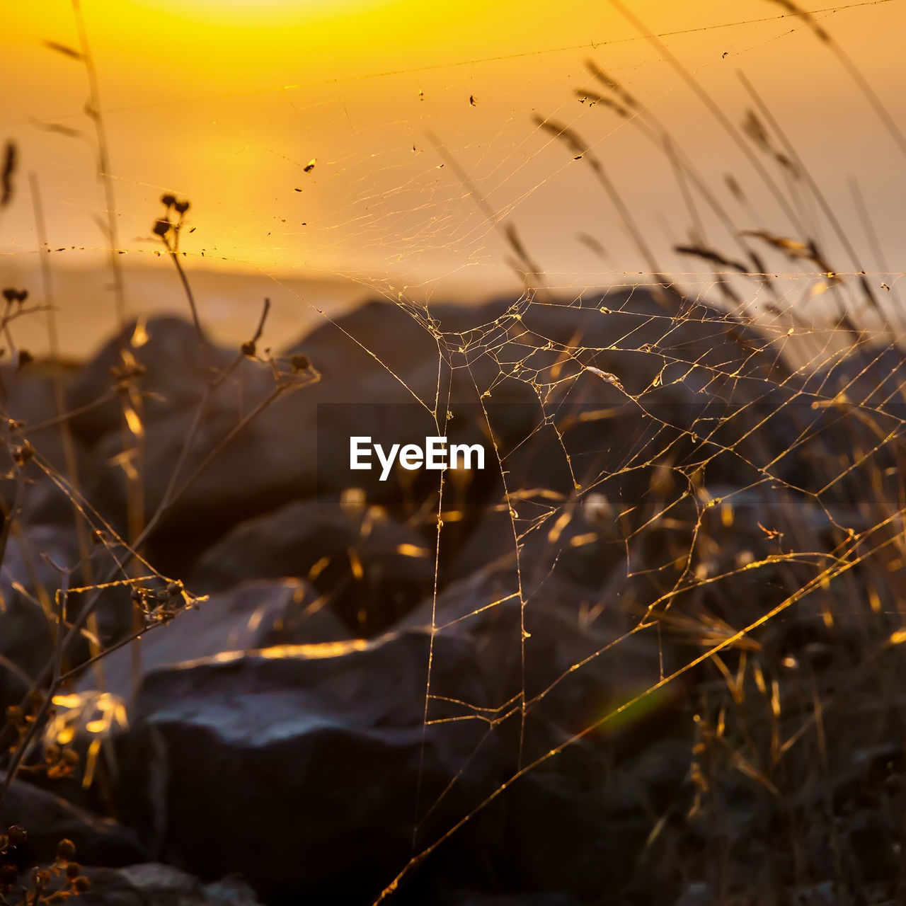 Santorini sunset, cobweb and wild nature close up