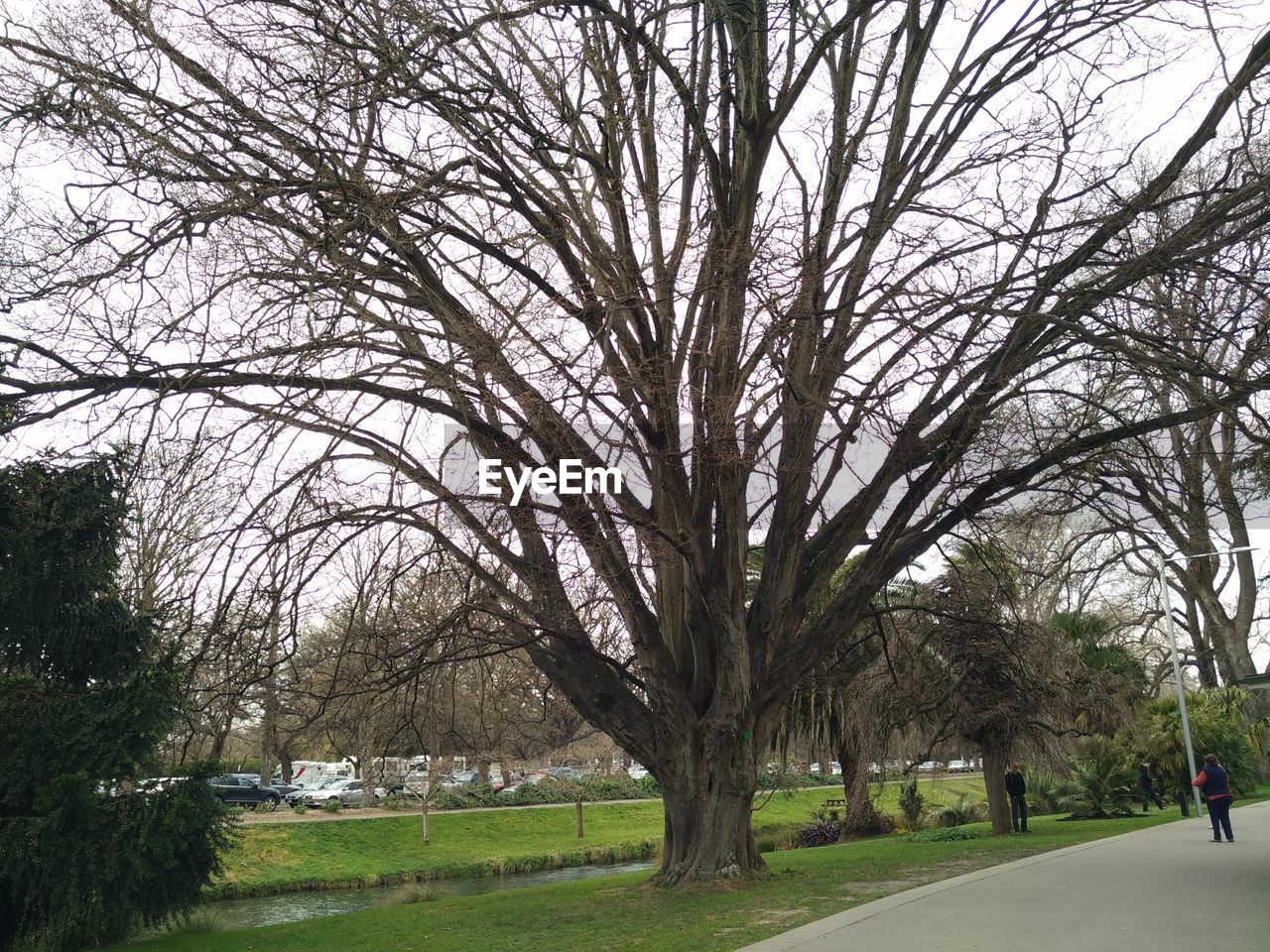 BARE TREES IN PARK