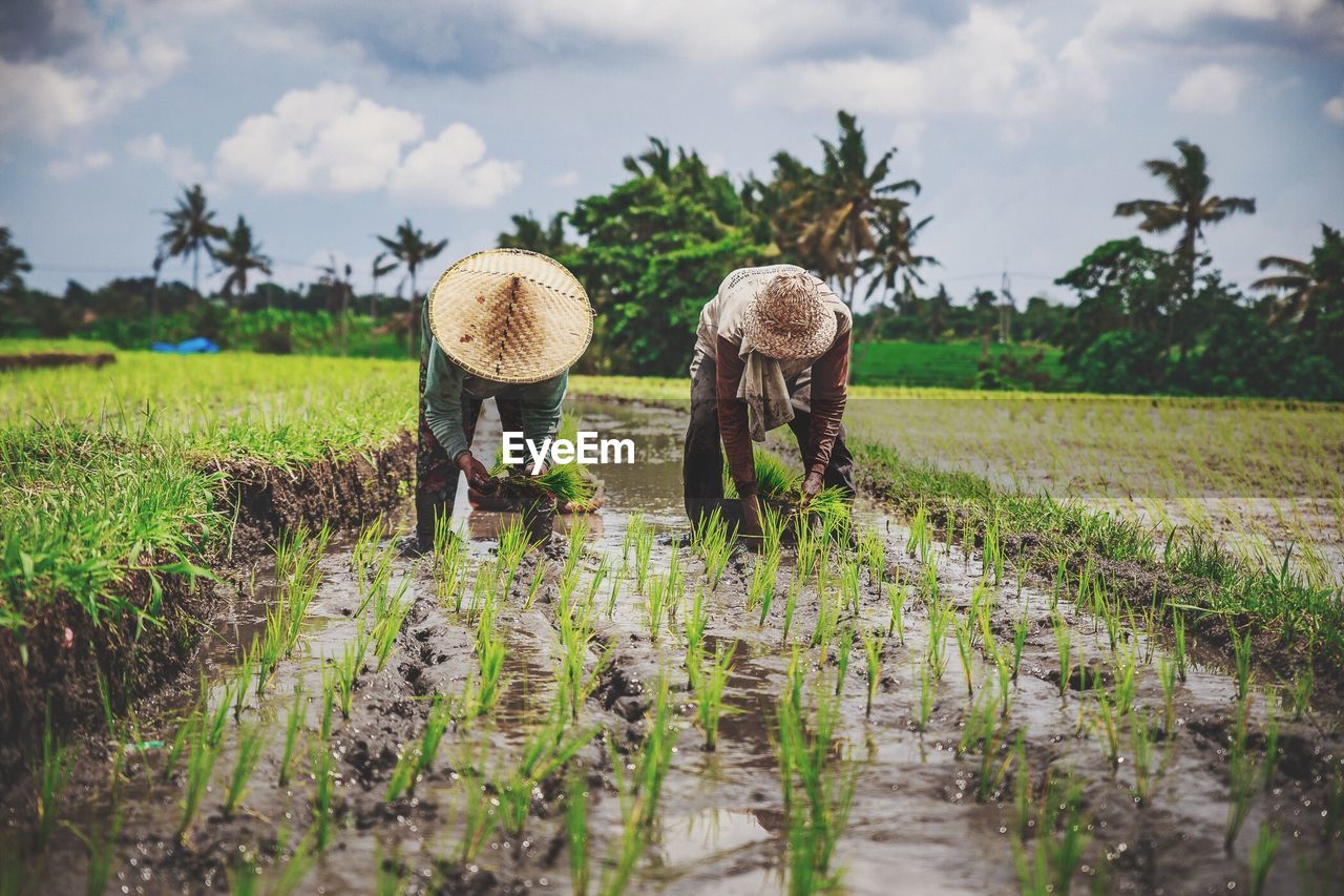 Farmers planting rice in farm field