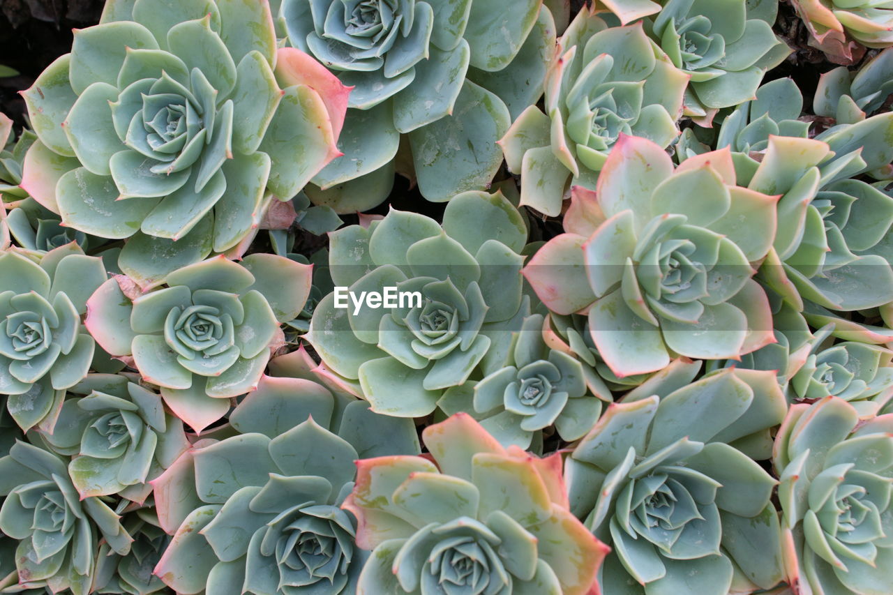 Close up macro of exotic cacti succulent plant growing in large pot in greenhouse in organic garden