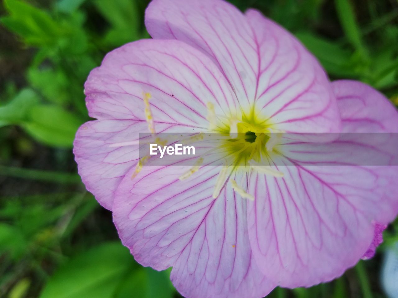 Close-up of pink flowers