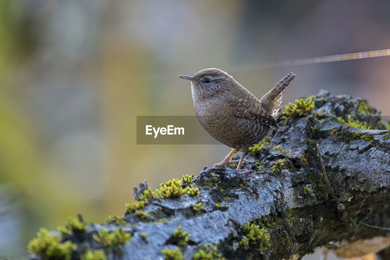 The eurasian wren, troglodytes troglodytes on the branch