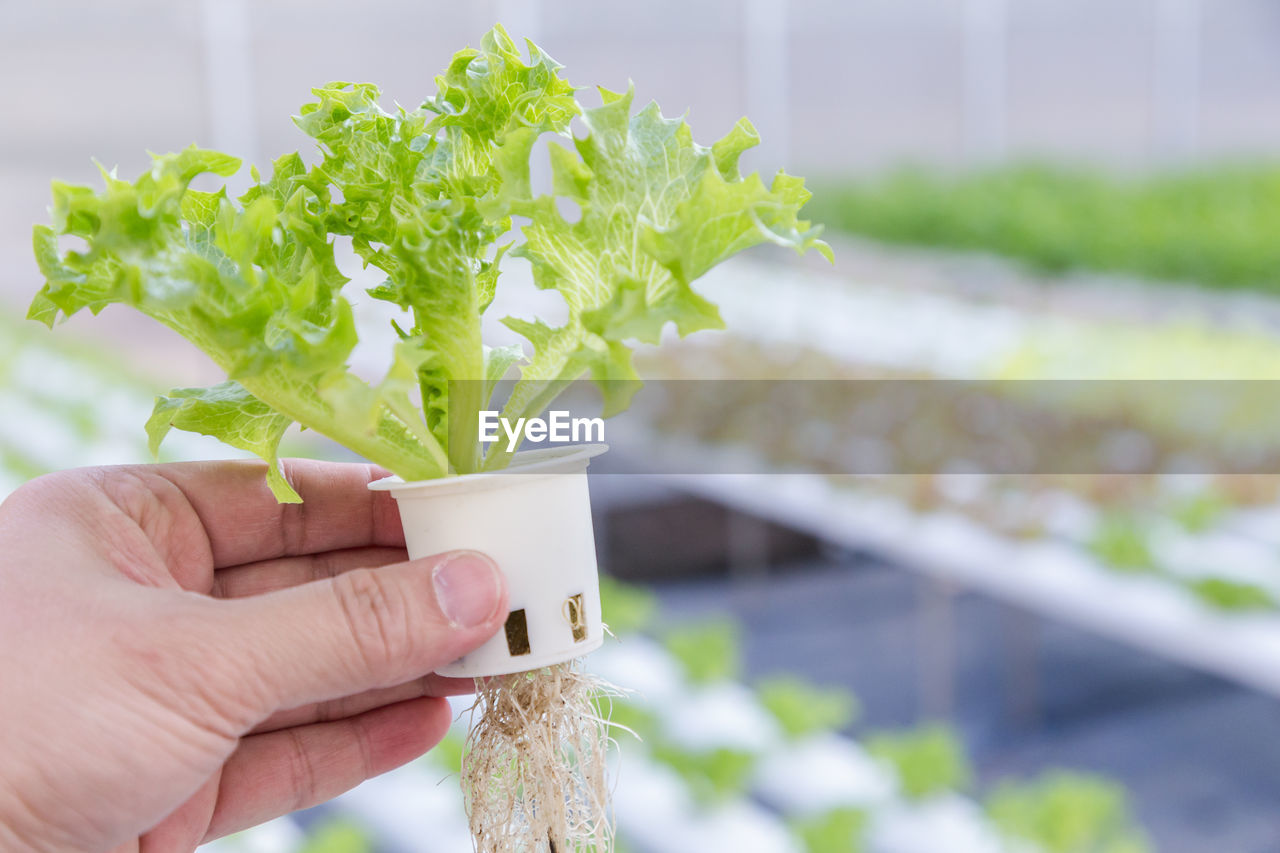 Cropped hand of person holding plant at greenhouse