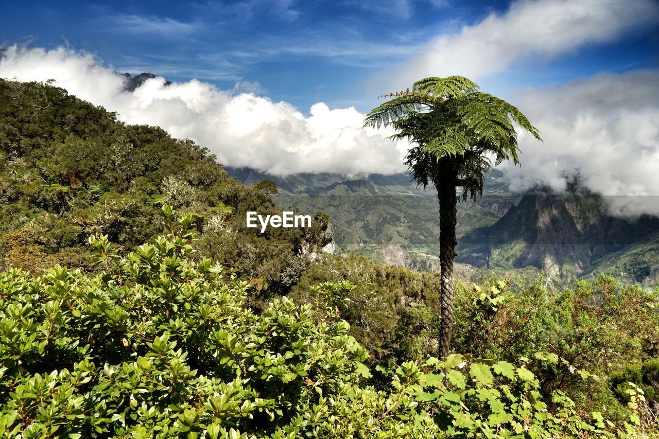 Trees growing on mountains against cloudy sky