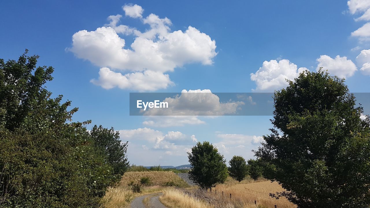 PANORAMIC VIEW OF TREES AND ROAD AGAINST SKY
