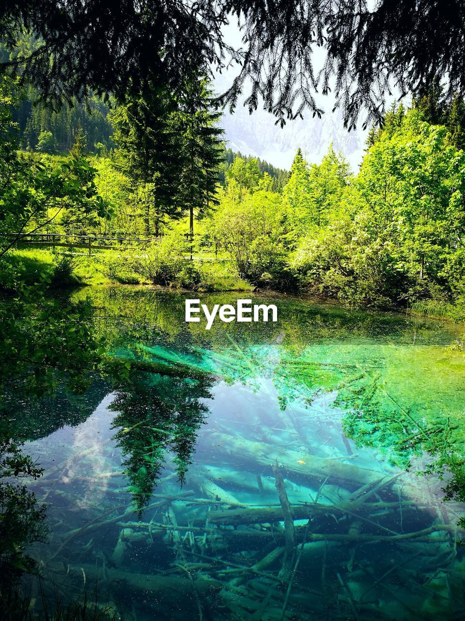 REFLECTION OF TREE IN LAKE