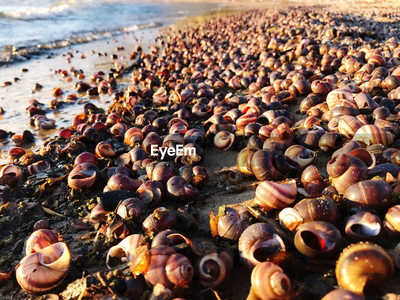 CLOSE-UP OF CRAB AT BEACH