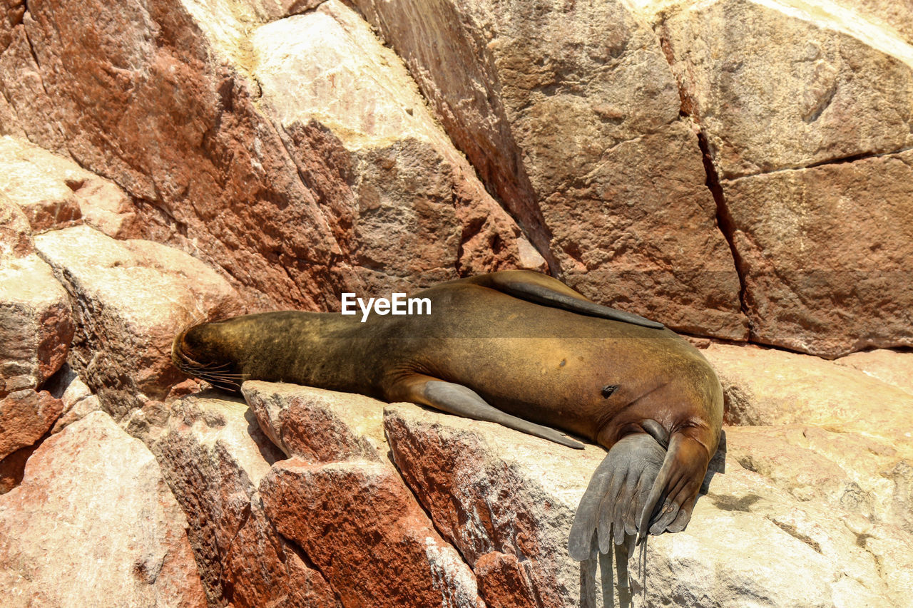 Sea lions, ballestas island, national reserve park paracas in peru. seal lying on rock.