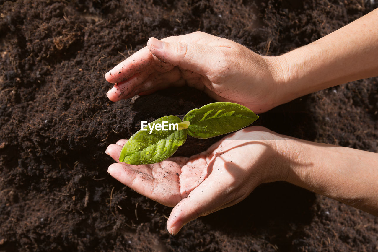 Cropped image of hands planting seedling in mud