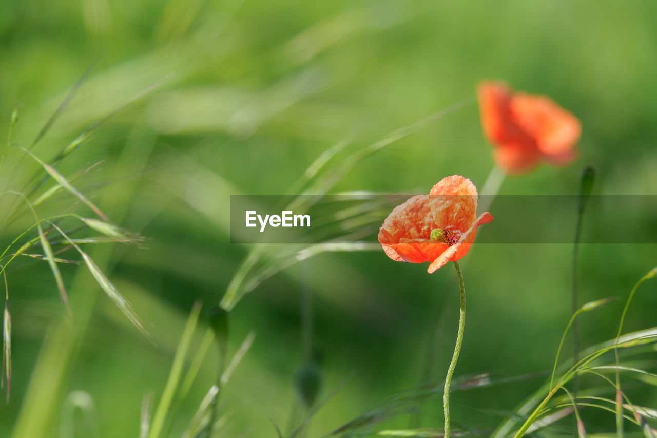 Close-up of red poppy on plant