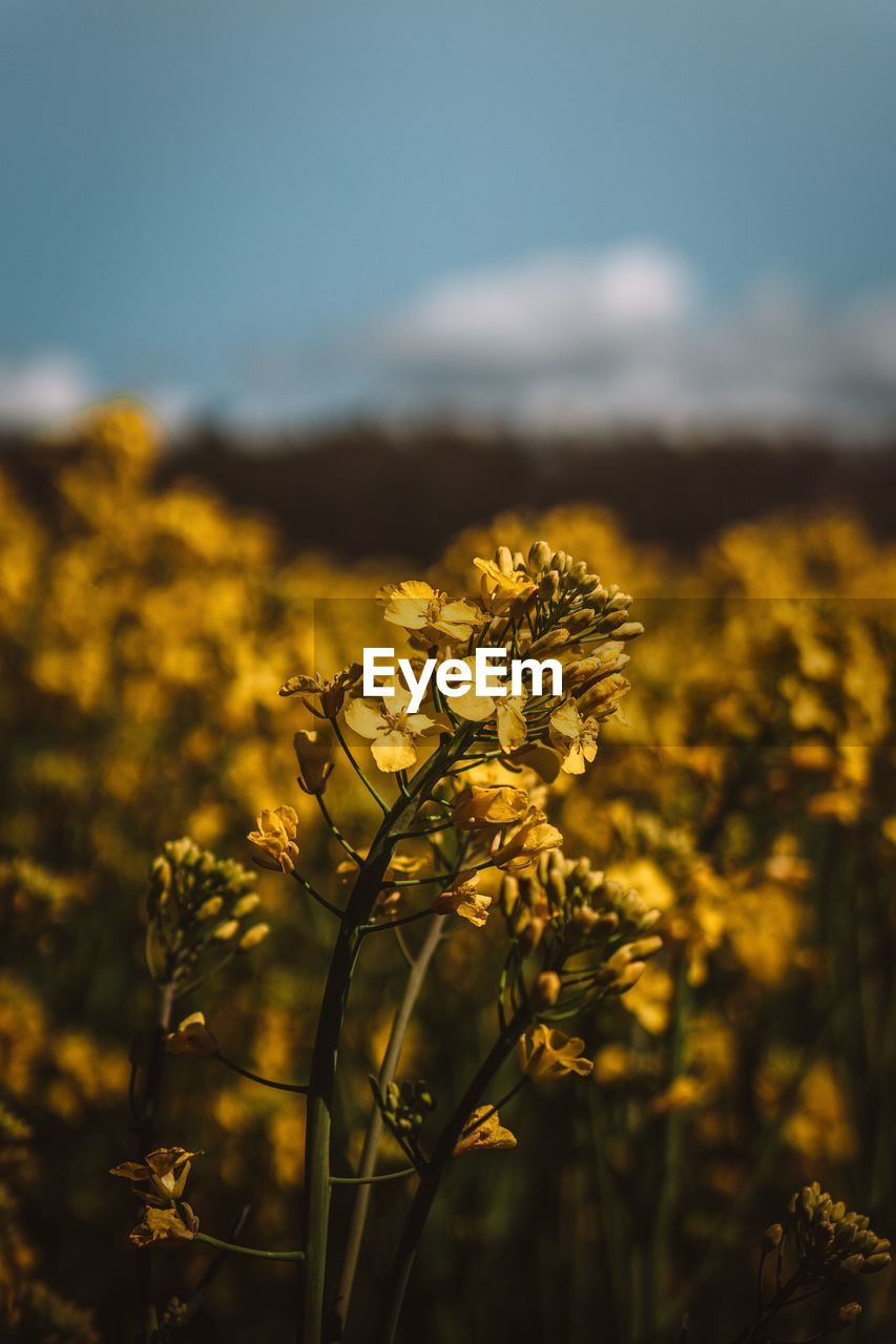 Close-up of yellow flowering plant on field