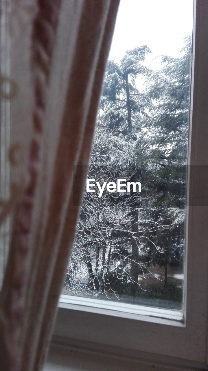 Trees seen from window at home