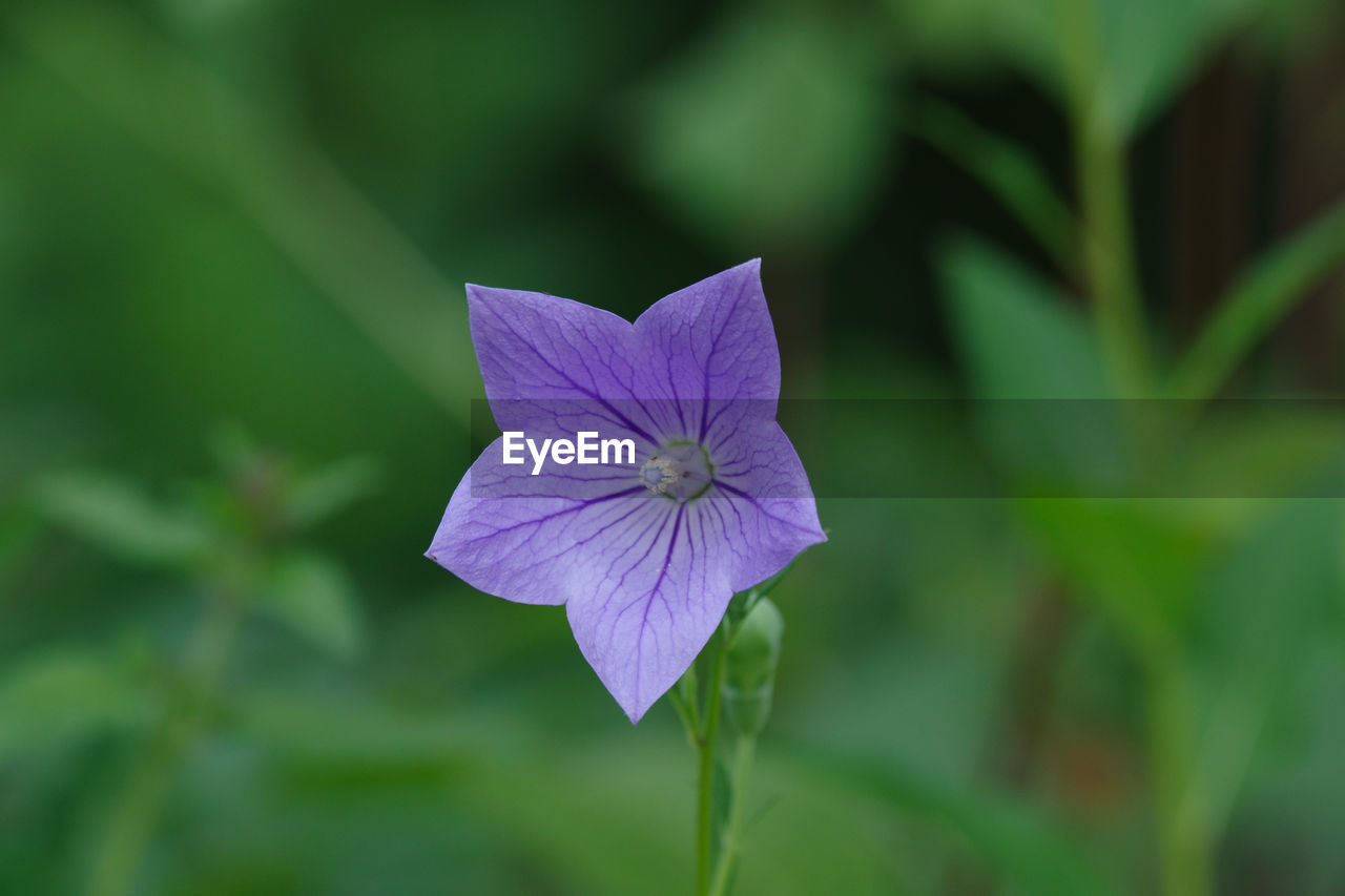 flower, flowering plant, plant, freshness, beauty in nature, close-up, petal, fragility, purple, inflorescence, flower head, growth, macro photography, nature, green, leaf, plant part, focus on foreground, wildflower, no people, outdoors, plant stem, botany, day