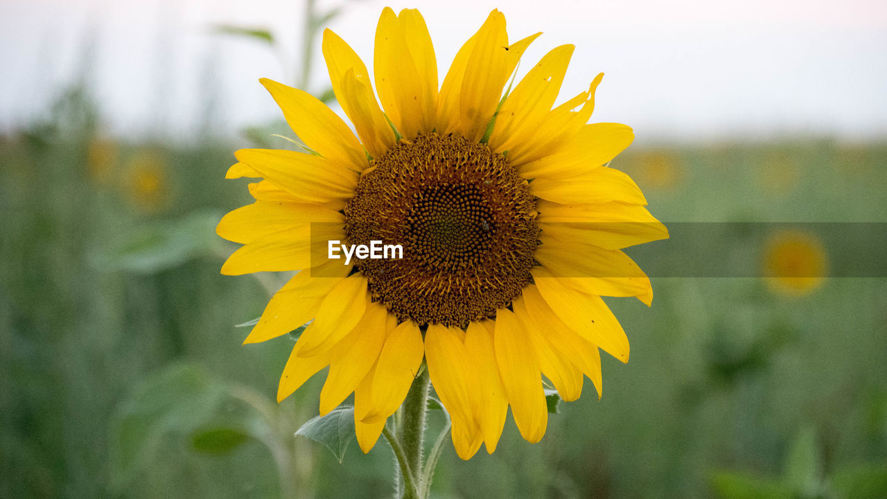 Close-up of yellow sunflower