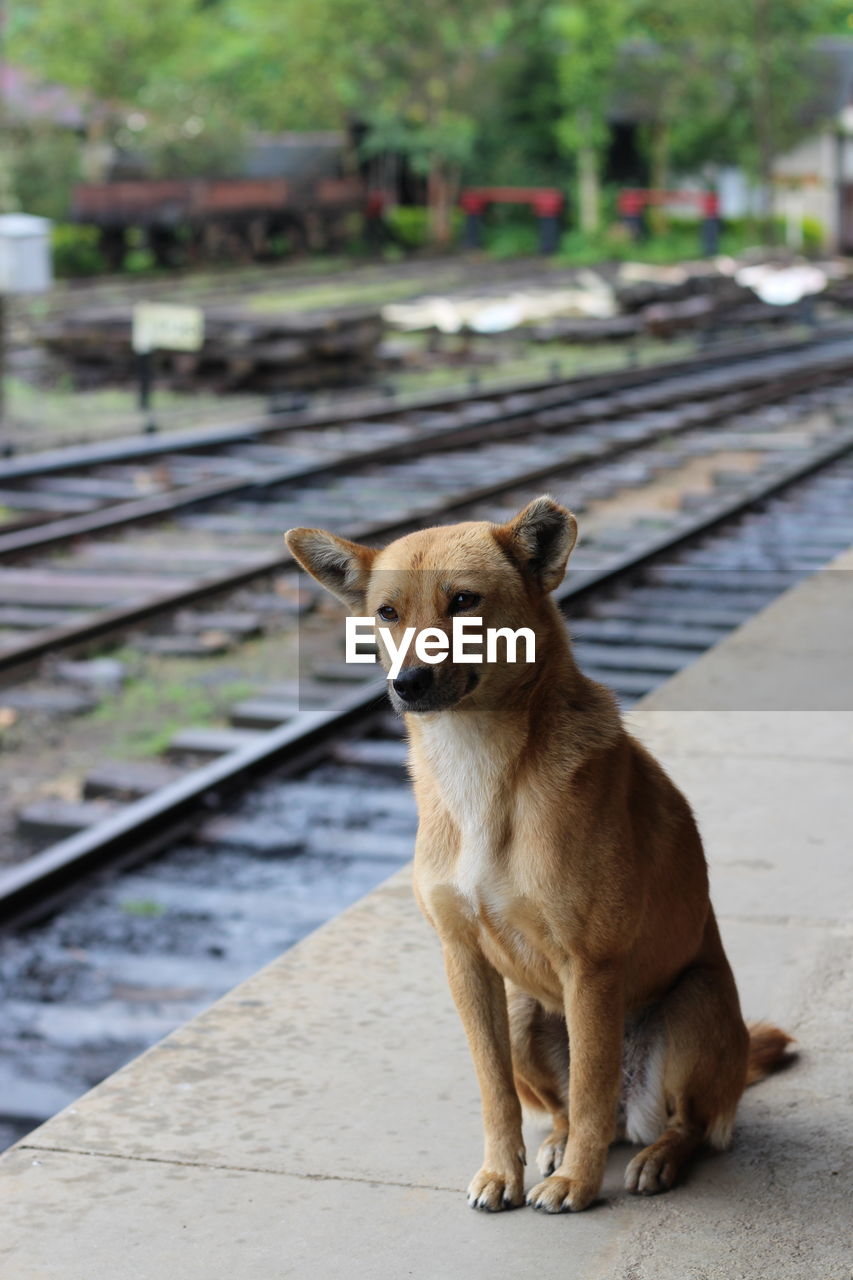 CLOSE-UP OF DOG SITTING BY RAILROAD TRACK
