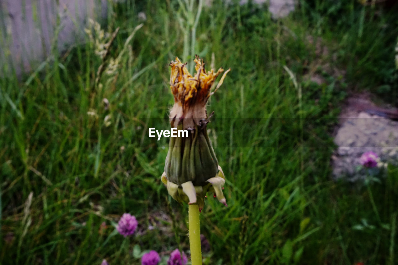 CLOSE-UP OF FLOWERING PLANT ON LAND