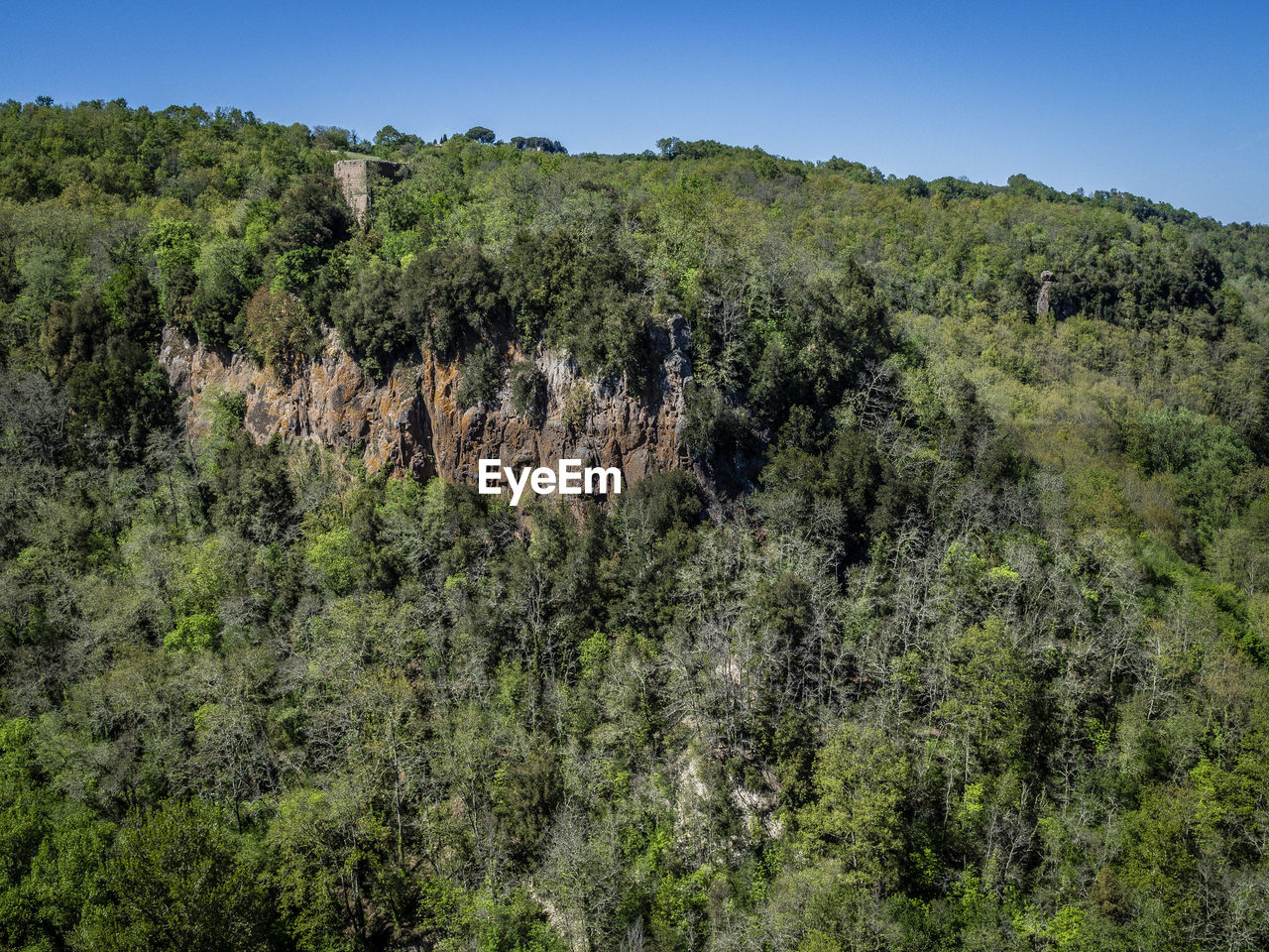 Scenic view of forest