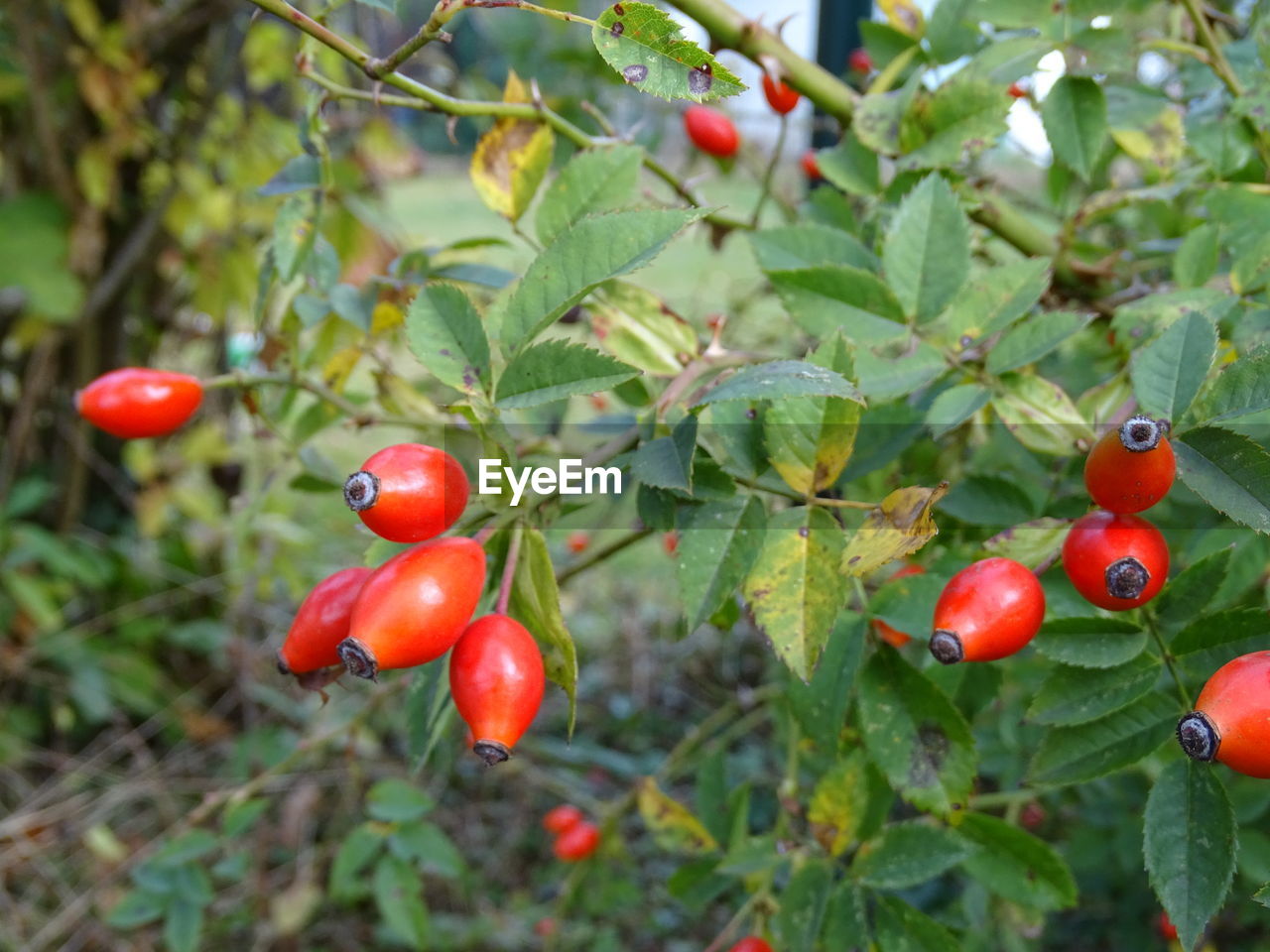 Close-up of berries on plant