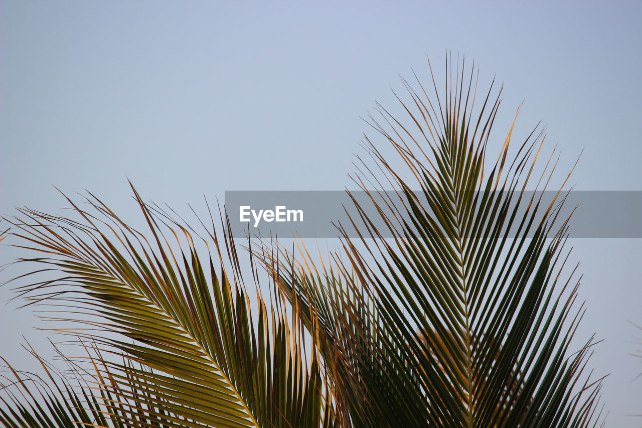 Low angle view of palm tree against clear sky