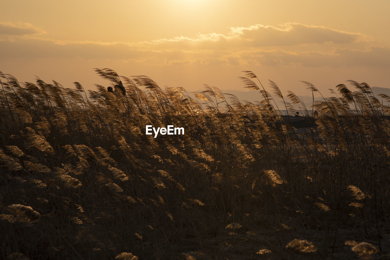 Plants growing on field against sky during sunset