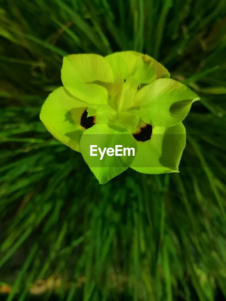 CLOSE-UP OF YELLOW FLOWERS BLOOMING OUTDOORS