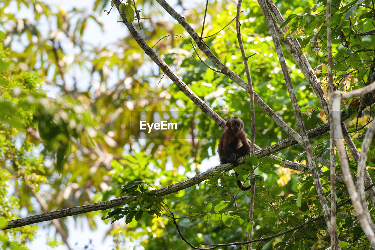 LOW ANGLE VIEW OF BIRD PERCHING ON TREE