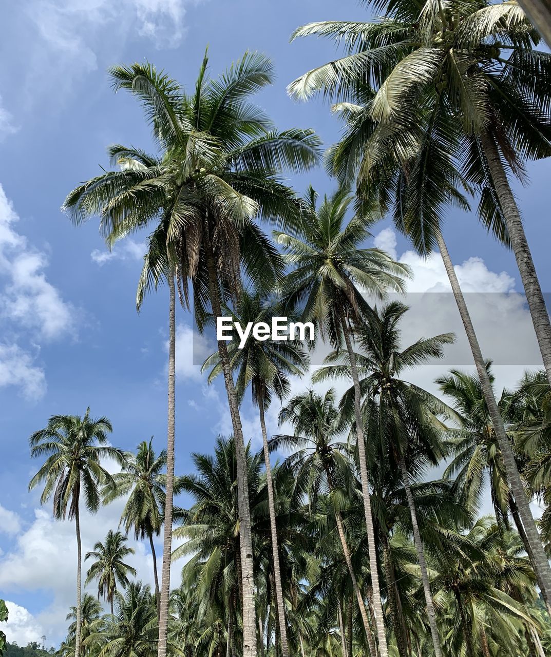 low angle view of palm trees