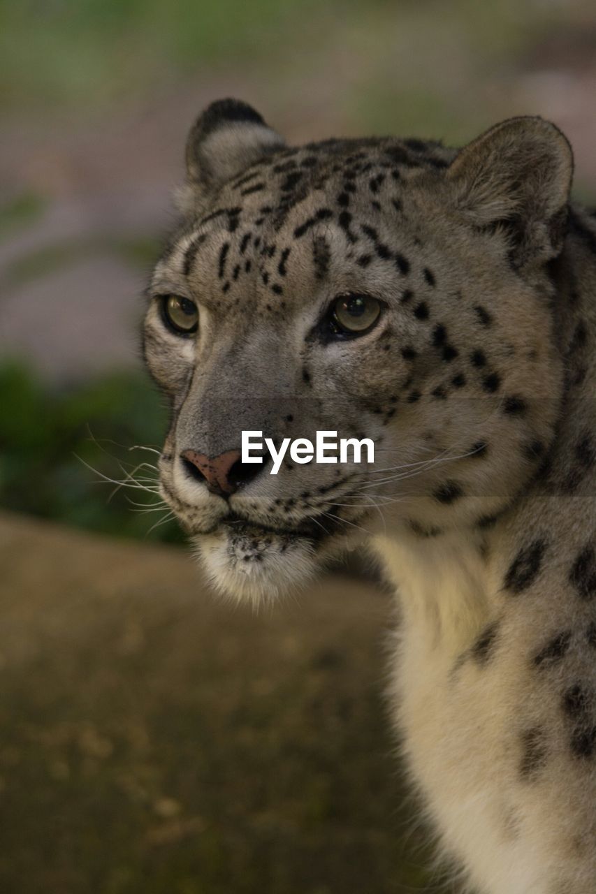 Close-up of snow leopard