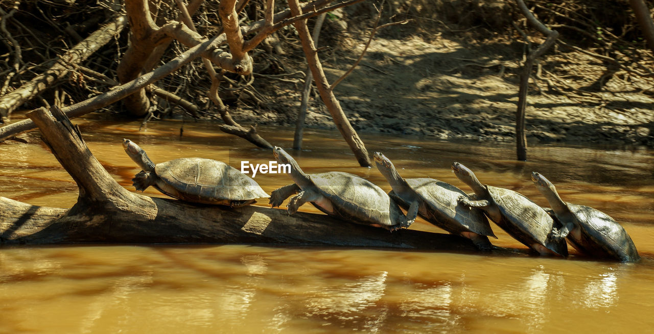 Turtles on fallen tree in lake