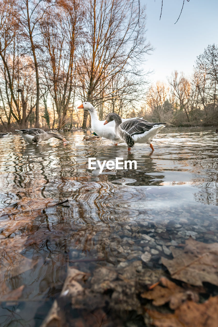 DUCKS IN LAKE