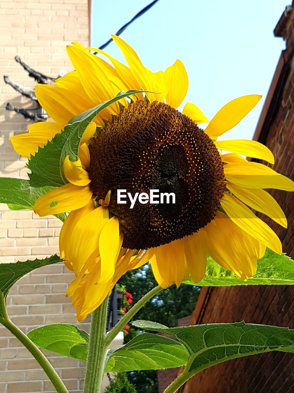 Close-up of sunflower