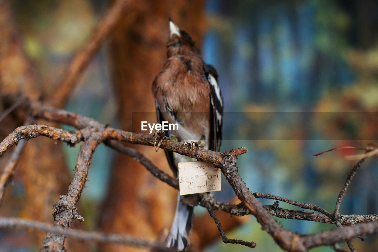 BIRD PERCHING ON BRANCH