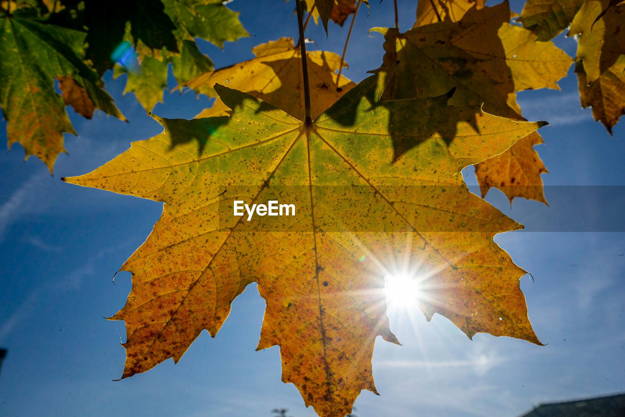 leaf, plant part, autumn, tree, nature, maple leaf, maple, sky, beauty in nature, plant, sunlight, sun, yellow, no people, maple tree, sunbeam, outdoors, scenics - nature, environment, blue, day, back lit, lens flare, tranquility, branch, land, low angle view, landscape, close-up, sunny