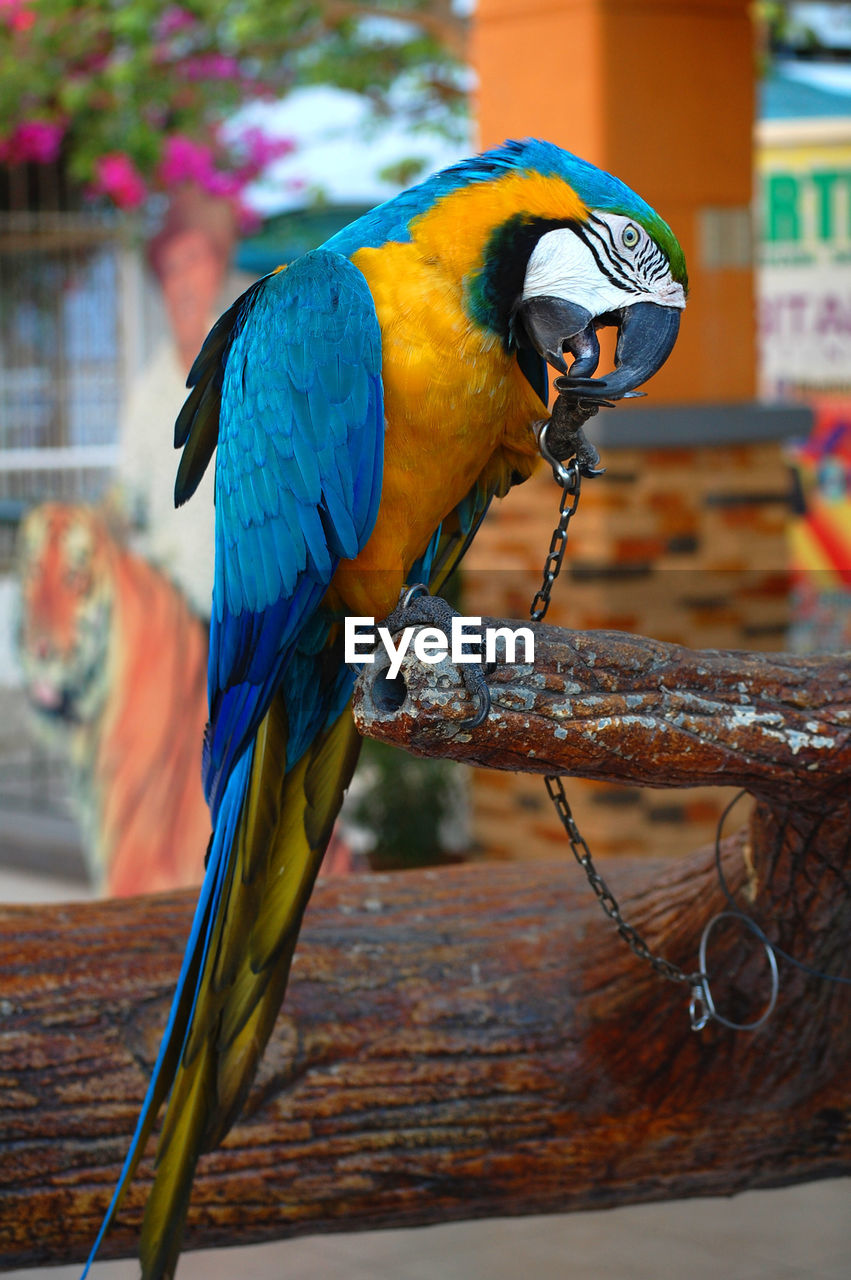 CLOSE-UP OF A BIRD PERCHING ON A CROPPED