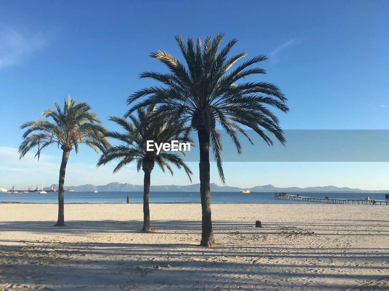 Palm trees on beach against clear blue sky