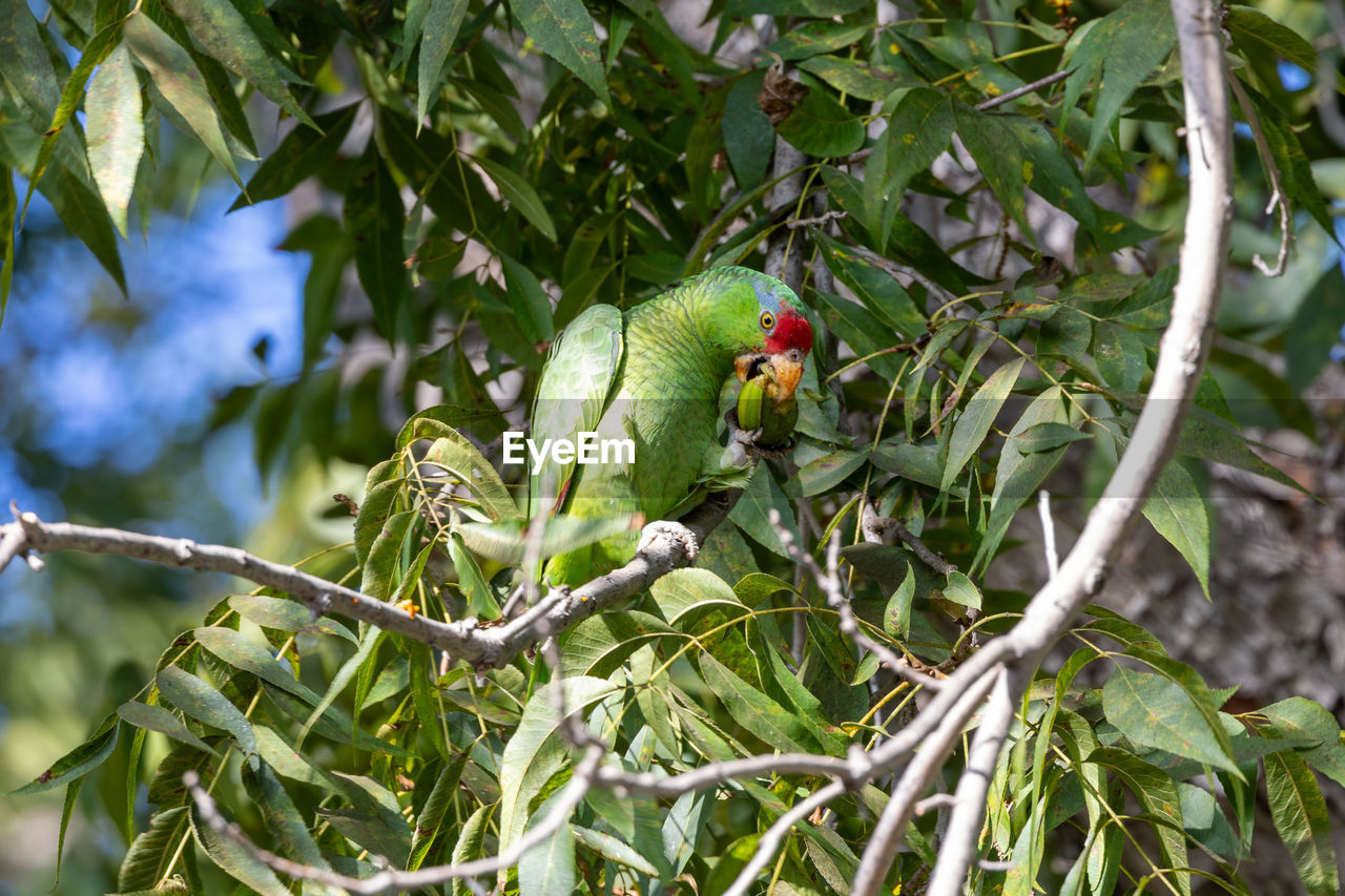 animal themes, animal, animal wildlife, tree, plant, green, wildlife, branch, bird, nature, parrot, one animal, leaf, plant part, parakeet, no people, perching, pet, environment, outdoors, jungle, social issues, beauty in nature, flower, rainforest, environmental conservation, tropical climate, day, forest