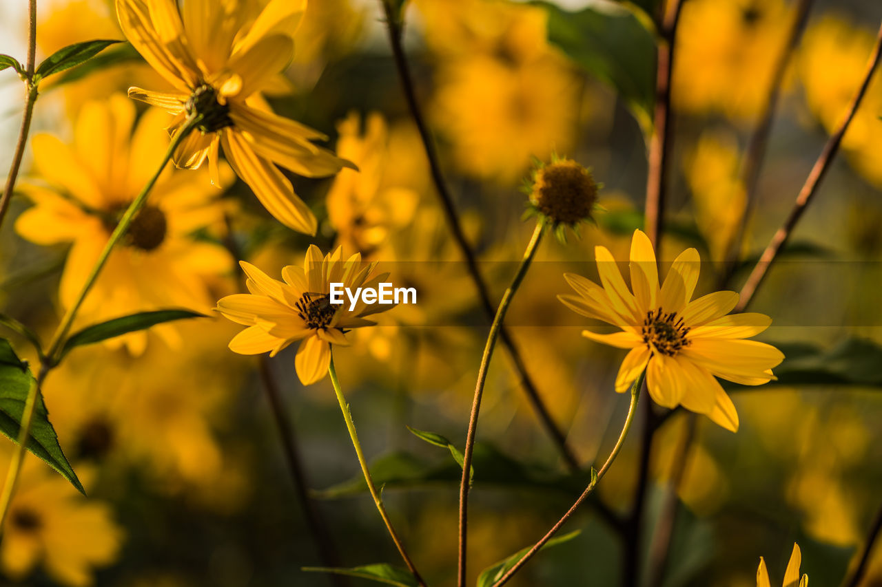 Close-up of yellow flowering plant on field