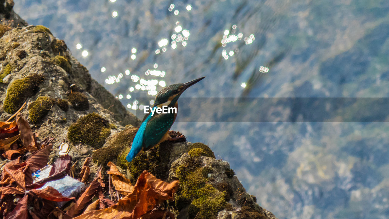 BIRD PERCHING ON ROCK AGAINST TREE