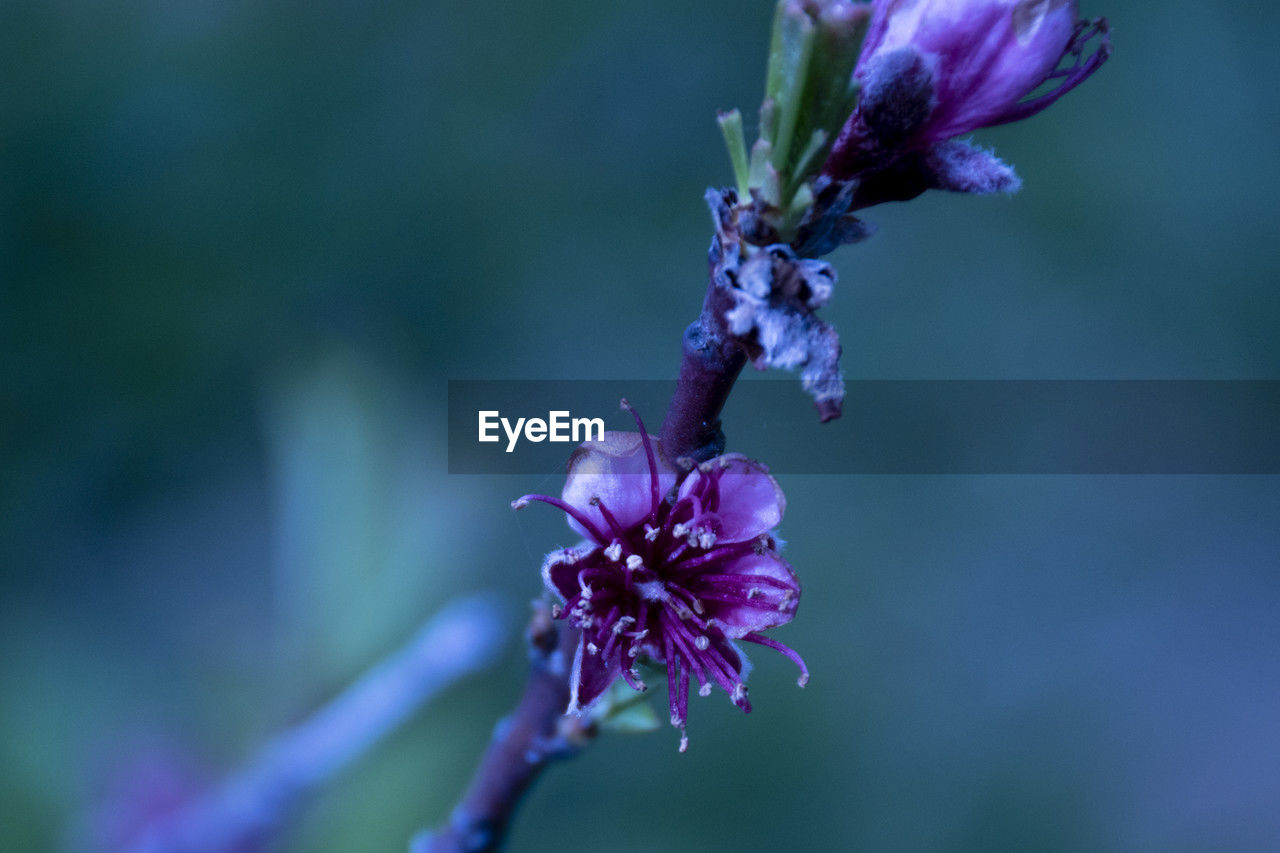 plant, flower, flowering plant, nature, beauty in nature, purple, freshness, close-up, fragility, macro photography, blossom, focus on foreground, growth, petal, wildflower, flower head, no people, inflorescence, springtime, plant stem, outdoors, animal wildlife, insect, lavender, day, animal themes, botany, animal, selective focus, macro, food, wildlife