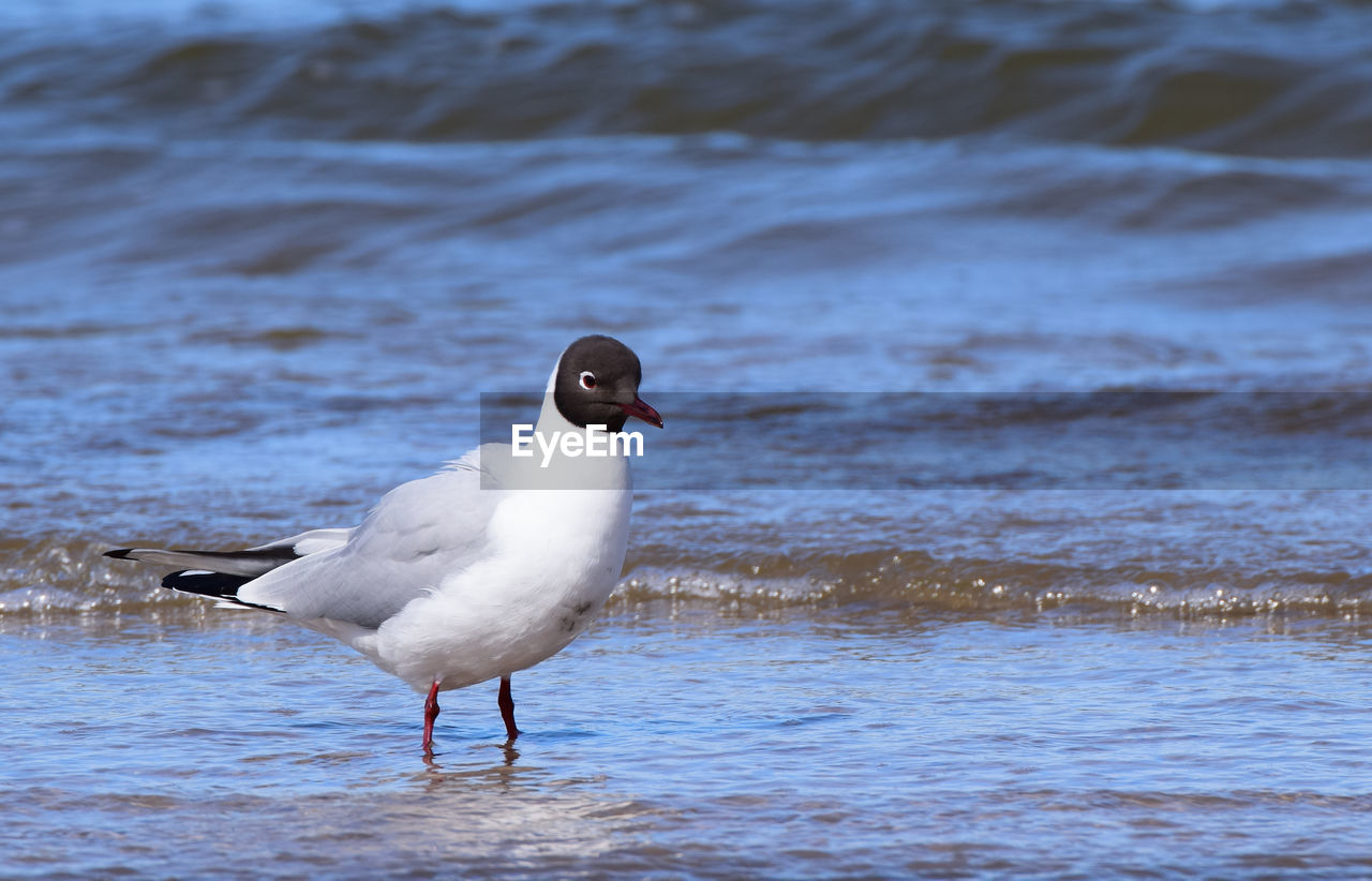 SEAGULLS ON BEACH