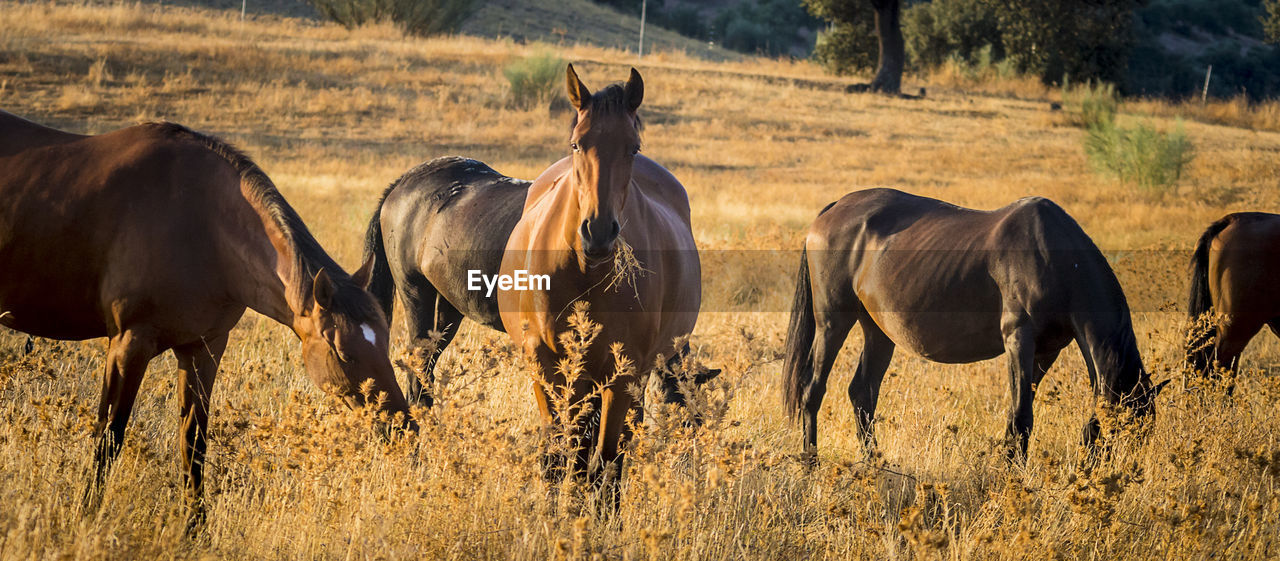 HORSES IN THE FIELD